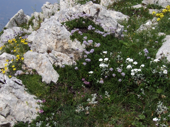 Fioriture in quota